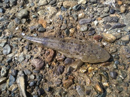 キス釣りからのシーバス